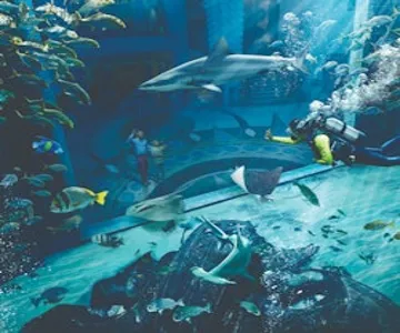 The Lost Chambers Aquarium: Diving & Snorkeling Experiences